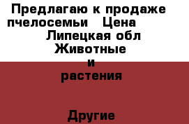Предлагаю к продаже  пчелосемьи › Цена ­ 3 500 - Липецкая обл. Животные и растения » Другие животные   